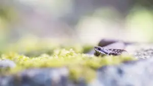 Bokeh: Common European Adder (Vipera berus) juvenile p