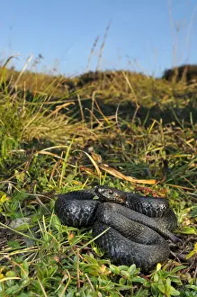 Vipera: Common European Adder (Vipera berus) melanistic