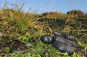 Vipera: Common European Adder (Vipera berus) melanistic