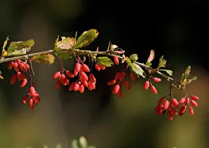 Barberry: Common / European Barberry, in fruit. Autumn