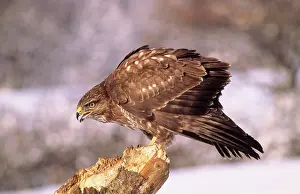 Common / European Buzzard - calling