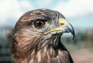 Buzzard: Common / European Buzzard - Close-up of head