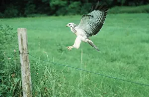 Buzzard: Common / European Buzzard - in flight