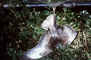 Trapped: Common / European Buzzard - hanging upside down