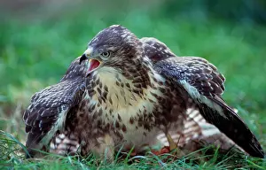 Screaming: Common / European Buzzard with prey in grass screaming