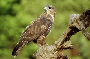 Falconry: Common / European Buzzard - on tree stump