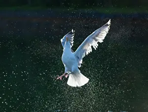 Flatanger: Common European Gull