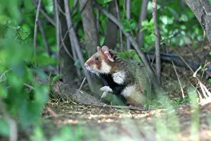 Cricetus: Common / European Hamster