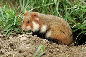 Cricetus: Common / European Hamster