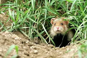 Cricetus: Common / European Hamster