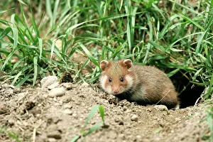 Cricetus: Common / European Hamster