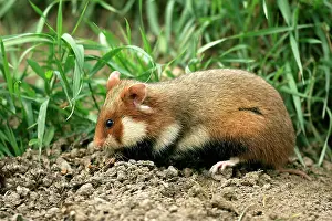 Cricetus: Common / European Hamster