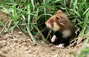 Cricetus: Common / European Hamster