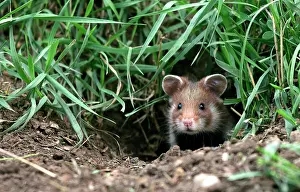 Cricetus: Common / European Hamster