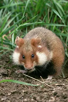 Cricetus: Common / European Hamster