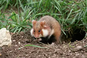 Cricetus: Common / European Hamster