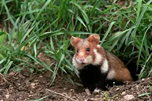 Cricetus: Common / European Hamster