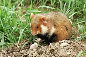 Cricetus: Common / European Hamster - eating