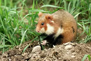 Cricetus: Common / European Hamster - eating