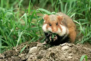 Cricetus: Common / European Hamster - eating