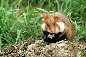 Cricetus: Common / European Hamster - eating