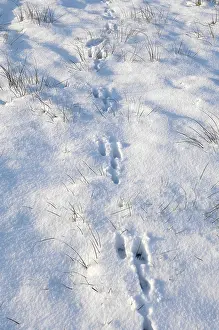 Pugmarks: Common / European Hare - tracks in the snow