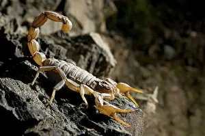 Scorpions: Common European Scorpion - female