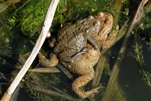 Spawn: Common European toads