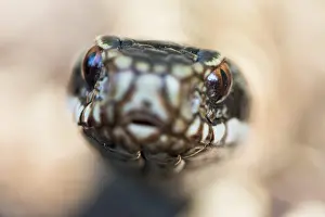 Vipera: Common European viper (Vipera berus), animal portrait