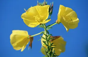 Biennis: Common EVENING PRIMROSE / Evening Star - in flower