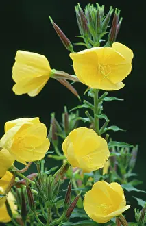 Biennis: Common EVENING PRIMROSE / Evening Star - in flower