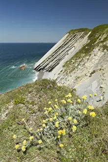 Everlasting: Common everlasting (Helichrysum stoechas) on the