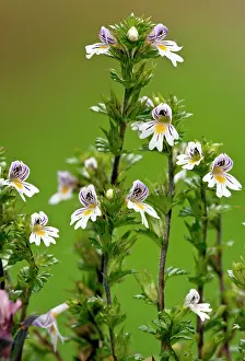 Euphrasia: Common Eyebright - in flower - limestone grassland