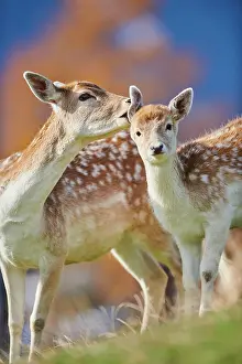 Cervinae: Common fallow deer (Dama dama) mother with her youngster