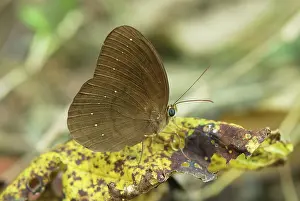 Faun: Common Faun Butterfly