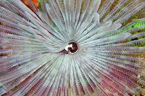 Duster: Common Feather Duster Tube Worm