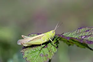 Brunneus: Common Field Grasshopper