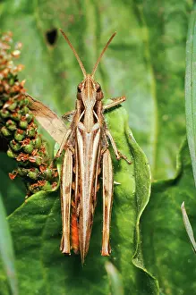 Brunneus: Common Field GRASSHOPPER