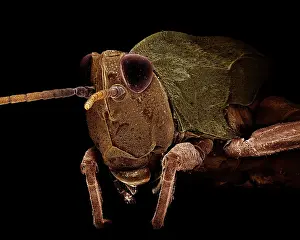 Grasshoppers: Common Field Grasshopper