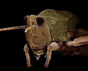 Grasshoppers: Common Field Grasshopper