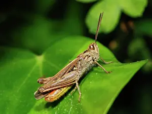 Grasshoppers: Common Field Grasshopper