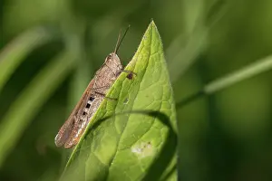 Officinale: Common Field Grasshopper