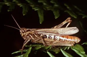 Grasshopper: Common Field Grasshopper