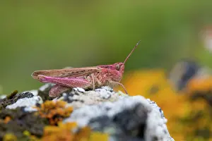 Brunneus: Common Field Grasshopper (Pink Varient)