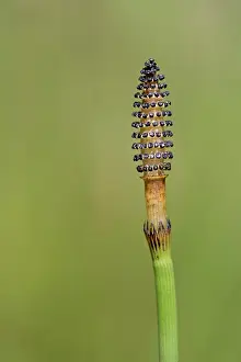 Grow: Common / Field Horsetail