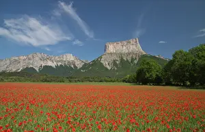 Spectacular: Common field poppies in front of Mont Aiguille -