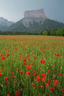Spectacular: Common field poppies in front of Mont Aiguille -
