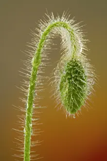 Nodding: Common / Field Poppy - nodding bud, with dew drops