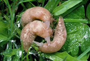 Slimy: Common Field Slug - mating group