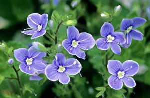 Speedwell: Common field-speedwell